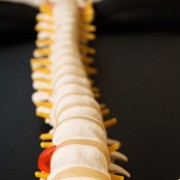 Bones & Joints related image